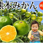 【10月上旬～中旬頃より順次出荷】みかん 訳あり 送料無料 1.5kg  熊本みかん 熊本県産 極早生みかん 蜜柑 ミカン