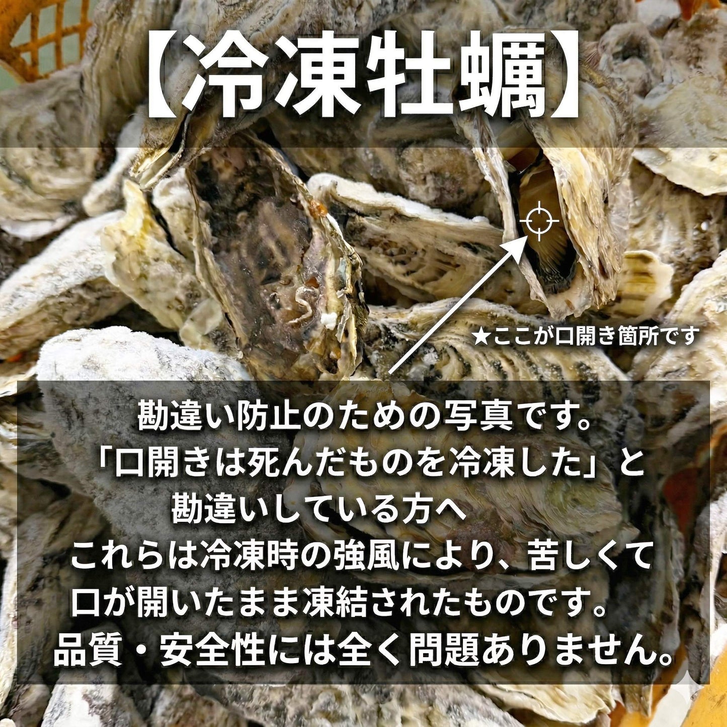急速凍結 生食用冷凍牡蠣 殻付き 牡蠣 送料無料 ２ｋｇ（目安20個程度） 冷凍便 牡蠣 殻付き 殻付 カキ 牡蛎 かき 松島牡蠣屋 BBQ バーべキュー 二枚貝 貝類  kaki かきカキ