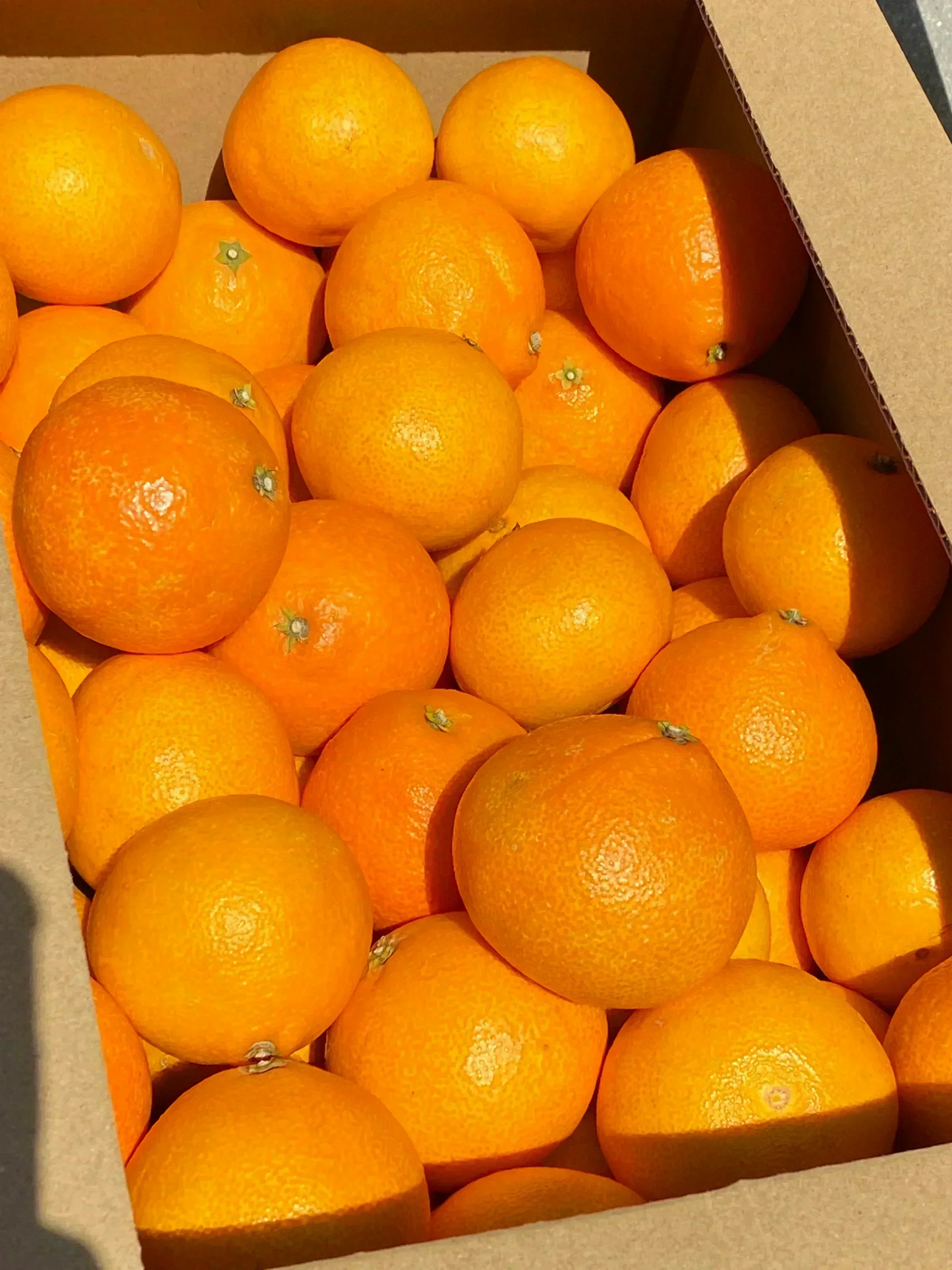 愛媛の高級柑橘　本場！愛媛のまどんな　ご自宅用　2ｋｇ(箱代込み）