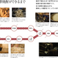 【送料無料】薩摩酒造  芋焼酎 かめ壺仕込み 枕崎 720ml×2本【北海道・東北・四国・九州・沖縄県は別途送料がかかります】