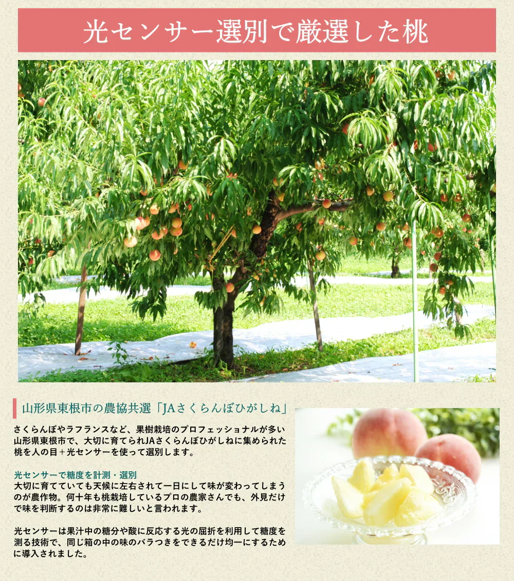 白桃 約5kg 13-20玉前後 もも ピーチ モモ 桃 くだもの フルーツ ご家庭用 光センサー選別 山形産 農協共選