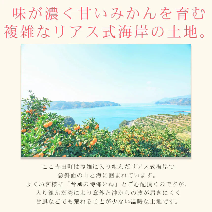 みかん　特撰　吉田みかん　３ｋｇ３箱　特撰０３０３　贈答用　精品　中玉　２Ｌサイズ揃えで１５から２０玉前後が３箱　化粧箱入　特撰包装　ミカン　蜜柑　フルーツ　果物　柑橘　贈物　贈答　お歳暮　送料無料