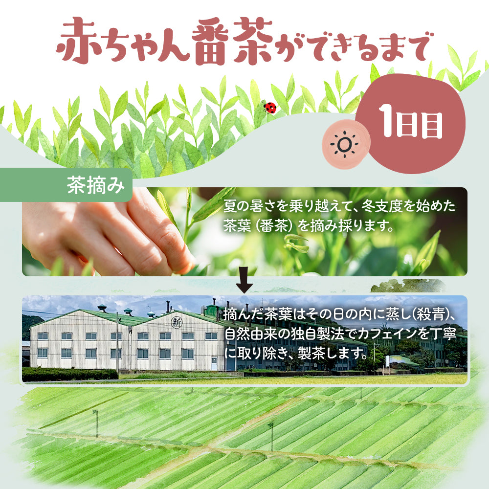 太陽さんさん 赤ちゃん番茶 ティーバッグ 5ｇ×50個入 ノンカフェイン ほうじ茶 マタニティ  水出し お茶 妊婦 カフェインフリー 赤ちゃん お茶 ティーパック 飲料 ベビー飲料 妊婦 妊娠 ママ 送料無料 パック