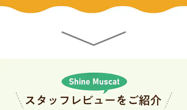 ★水出しOK★アレンジルイボスティー　シャインマスカット　カップ用３０個入（グリーンルイボスティー ティーバッグ ノンカフェイン ハーブティー）【ご新規さん限定商品】