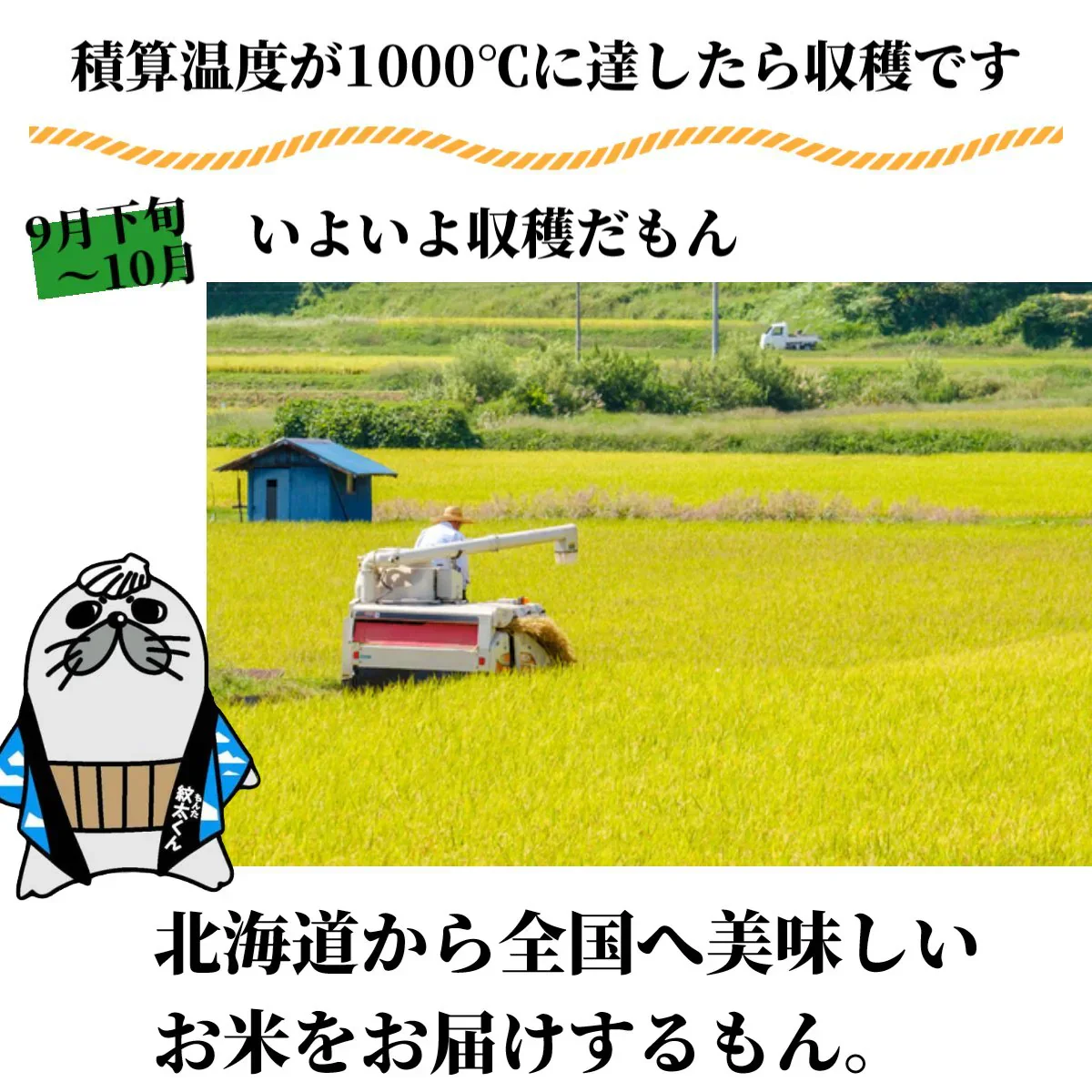 北海道産 ゆめぴりか 5Kg 新米 令和6年産 米 白米 精米 お米 国産 美味しい米 北海道のお米 こだわり製法 定温保管 低温精米 国産米 おいしいお米 お取り寄せグルメ 美味しい おいしい  北海屋 紋別