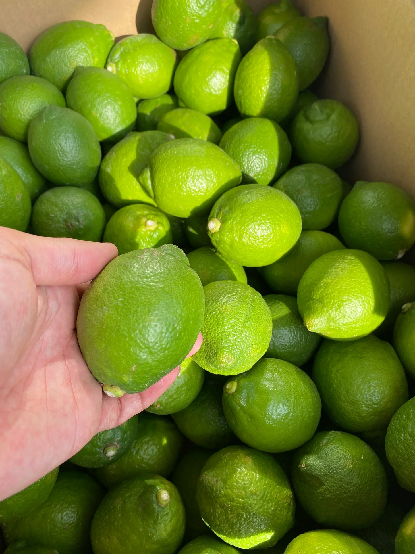 【防腐剤・防かび剤不使用・皮まで使える】国産グリーンレモン　愛媛県産　4kg 32～40球前後