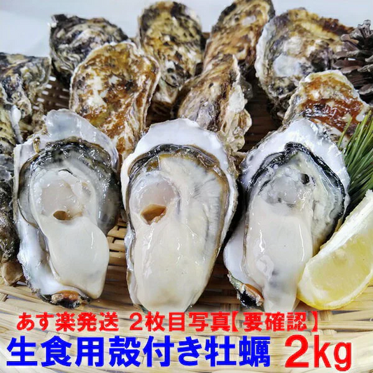 「生食用 殻付き 牡蠣 ２ｋｇ」生食用（14~35粒）生牡蠣 殻付き 牡蛎 牡蠣 殻付 宮城県産 松島牡蠣屋 カキ 海産物 魚介類 魚介 海鮮 母の日 父の日 送料無料 ＢＢＱ バーベキュー