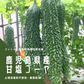 【農家直送！】鹿児島産 -甘塩ゴーヤ-（3kg,12本前後）採れたて新鮮！ / 野菜 / 沖縄 / チャンプル / 佃煮 / 天ぷら / にがうり / 苦瓜 / 煮物 / サラダ / 新鮮 / 農産物 / 無農薬 / 送料無料【特産品・ご当地特集】