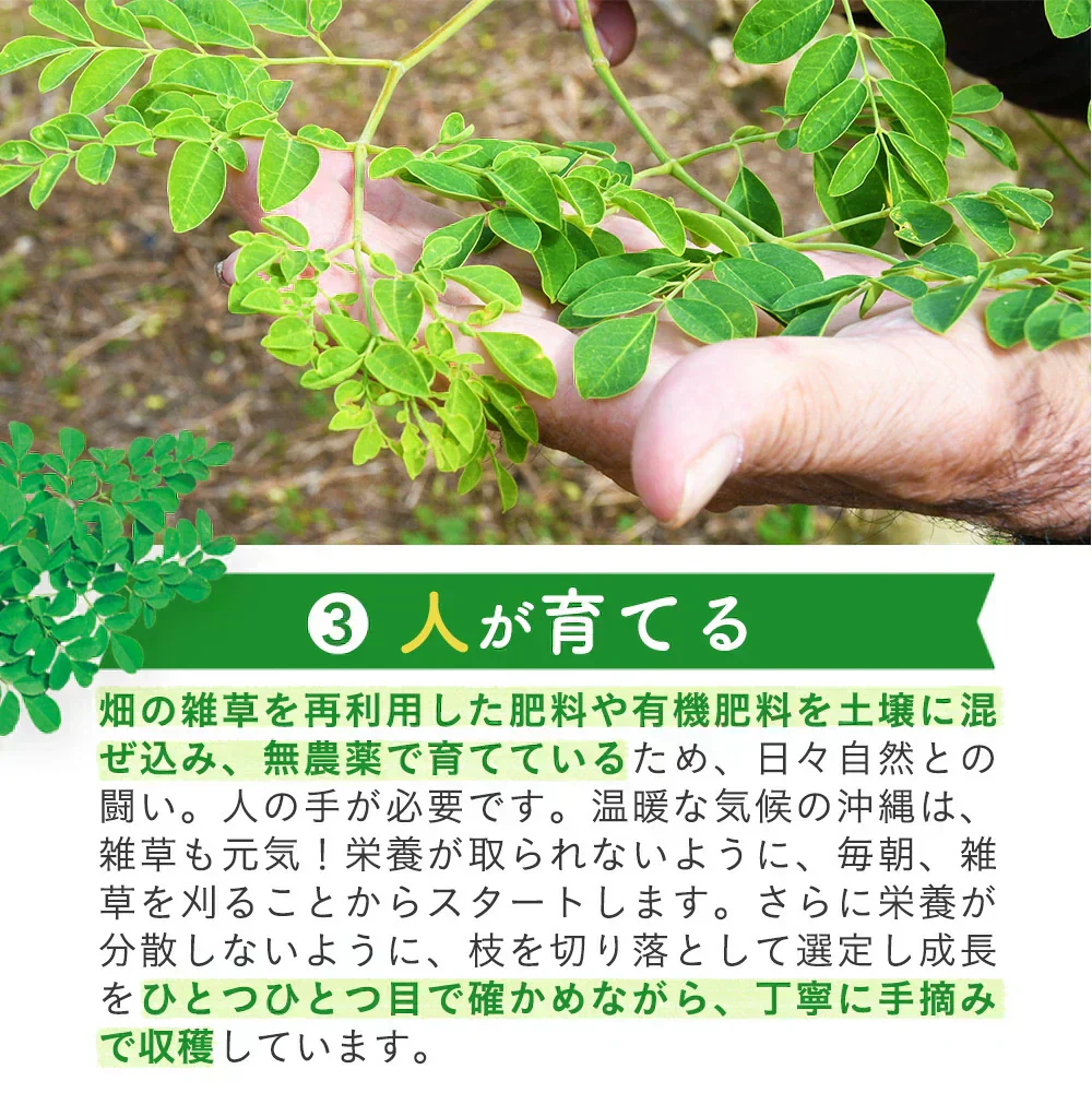 沖縄県産　モリンガ《約1ヶ月分》 モリンガ 粒 150粒 無農薬栽培 着色料 保存料 不使用