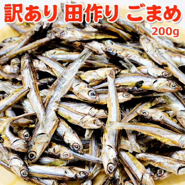 好評につき完売いたしました。訳あり 田作り ごまめ 200g サイズ 無選別 常温便 ネコポス 送料無料