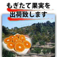 (10月下旬頃から順次発送の予約販売) みかん 激レア小粒 直径4.5cm前後 訳あり 和歌山有田みかん 2kg