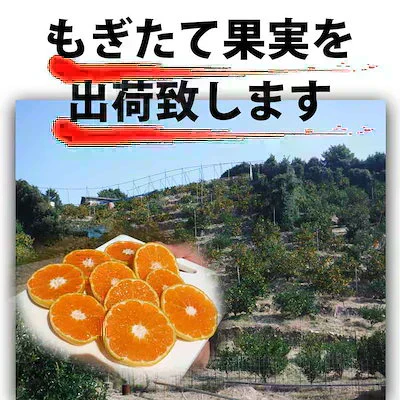 (10月下旬頃から順次発送の予約販売) みかん 激レア小粒 直径4.5cm前後 訳あり 和歌山有田みかん 2kg