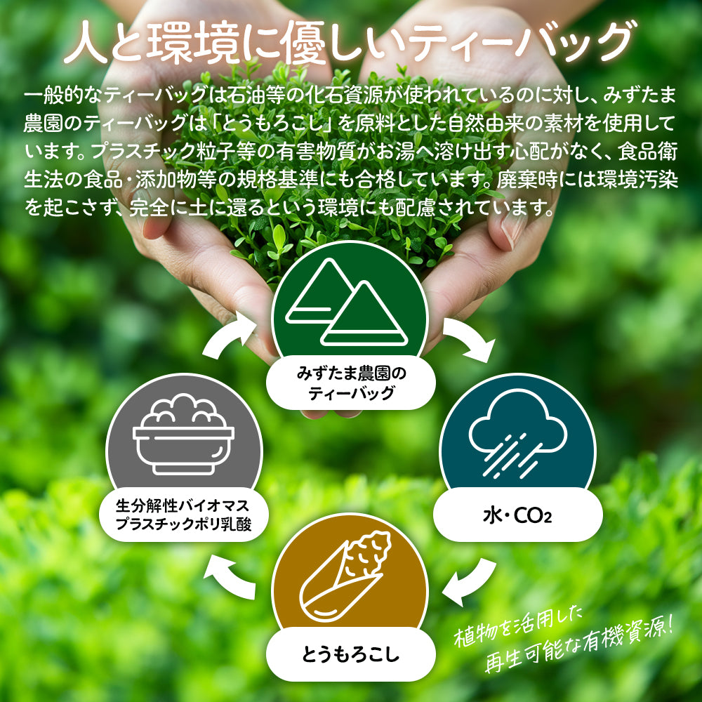 太陽さんさん 赤ちゃん番茶 ティーバッグ 5ｇ×50個入 ノンカフェイン ほうじ茶 マタニティ  水出し お茶 妊婦 カフェインフリー 赤ちゃん お茶 ティーパック 飲料 ベビー飲料 妊婦 妊娠 ママ 送料無料 パック