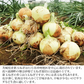 玉ねぎ 新たまねぎ 大玉 新玉葱 玉ねぎ 秀品 L＆２lサイズ 5kg 茨城産 佐賀産 甘み 旨味 香味 野菜