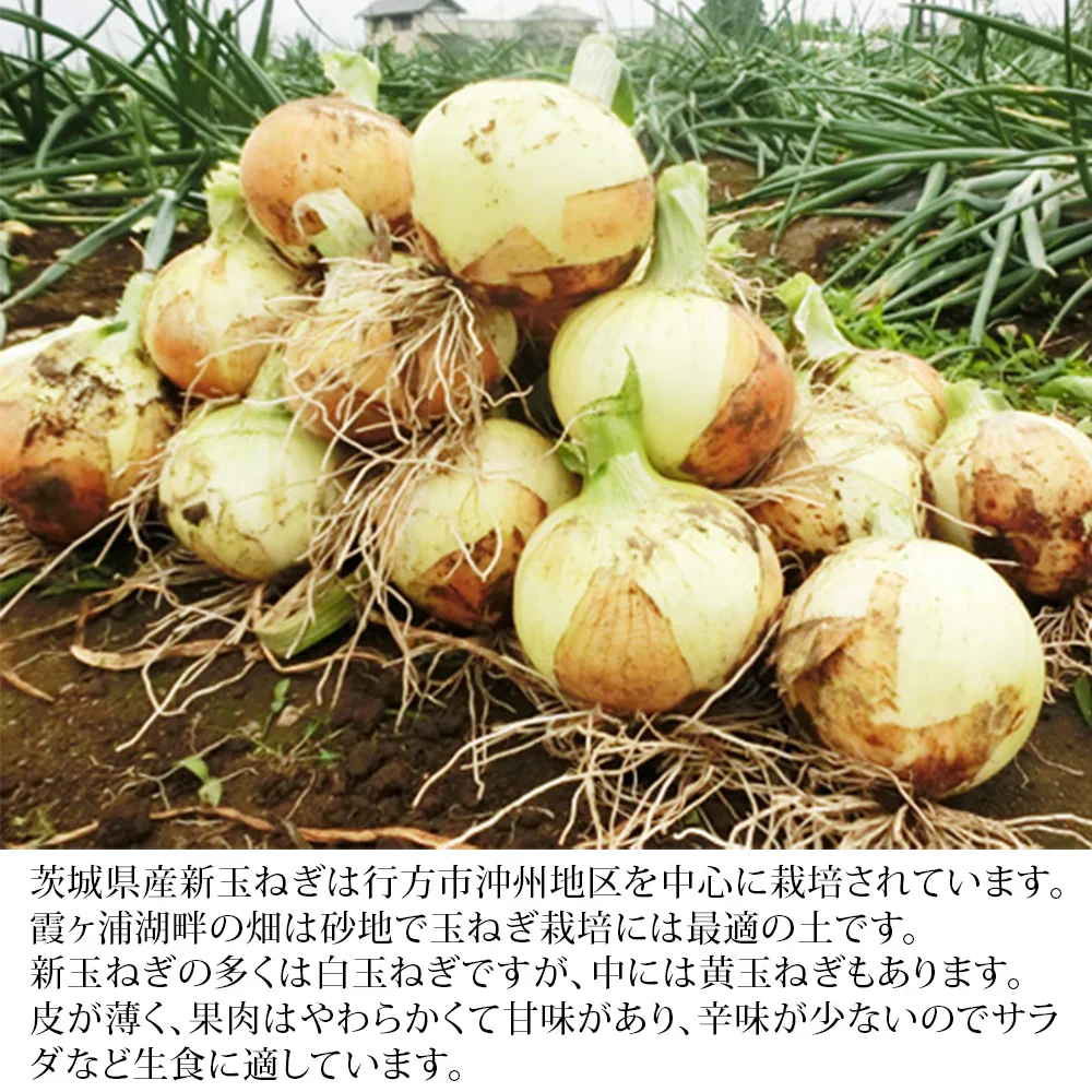 玉ねぎ 新たまねぎ 大玉 新玉葱 玉ねぎ 秀品 L＆２lサイズ 5kg 茨城産 佐賀産 甘み 旨味 香味 野菜