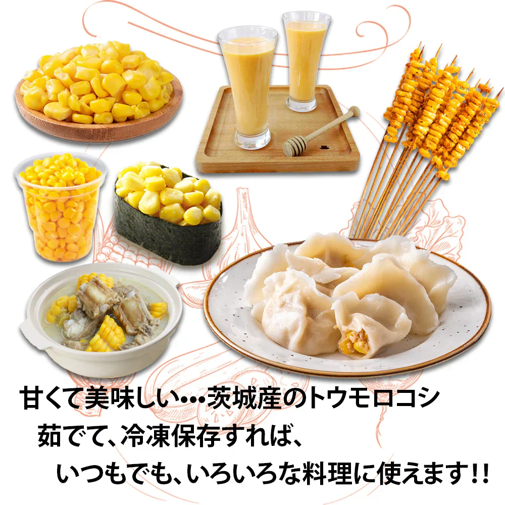 とうもろこし スイートコーン ゴールドラッシュA品 贈答 今年の新物 サニーショコラ 生トウモロコシ ６本入り (2L或はL サイズ) お中元 食べ物 食品 内祝 御中元 2025 惠味ゴールド 味来 恵味 すごあまこーん 茨城 群馬 千葉 北海道 中元 フルーツコーン