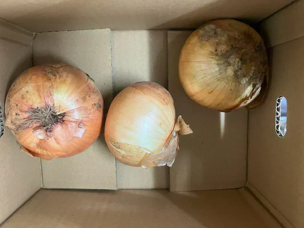 たまねぎ 約900g〜1kg 60サイズ※全国配送可能【カウシェファーム収穫対象商品】新玉ねぎ