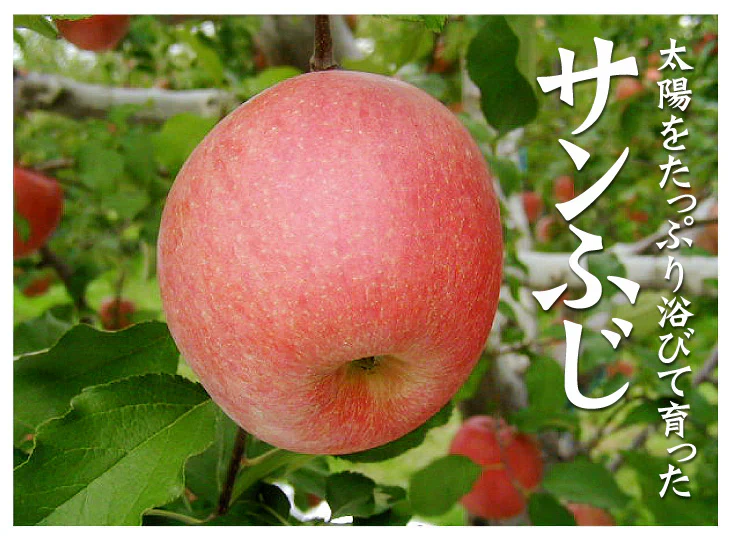 りんご サンふじ 青森産 3kg【2025年1月中旬より発送】