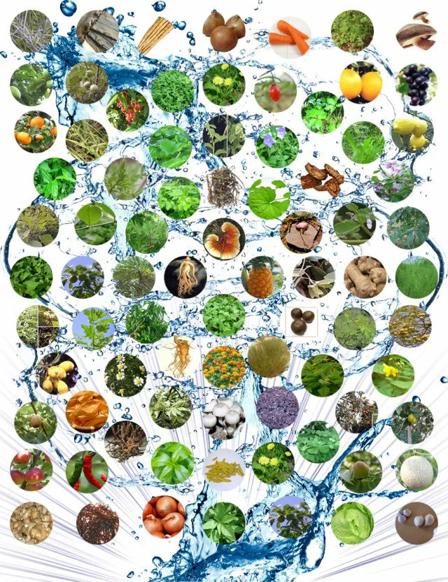 野草酵素《約6ヶ月分》酵素サプリ/サプリ/酵素ダイエット/サプリ/酵素サプリメント/ダイエット サプリ/ダイエット 酵素/【大容量】