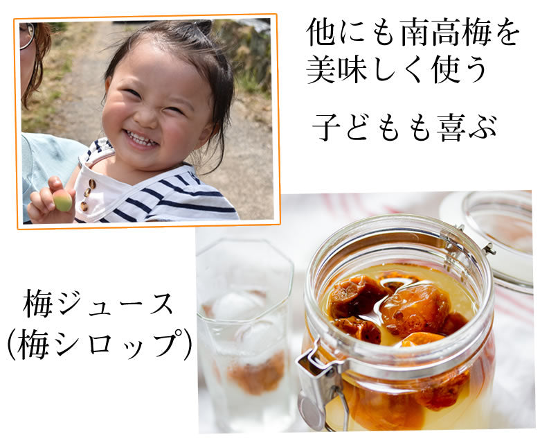 【6月上旬～中旬頃より順次出荷】南高梅 梅 送料無料 秀品 1.5kg クール便でお届け 熊本県産 最高級品種 ウメ 梅酒 フルーツ