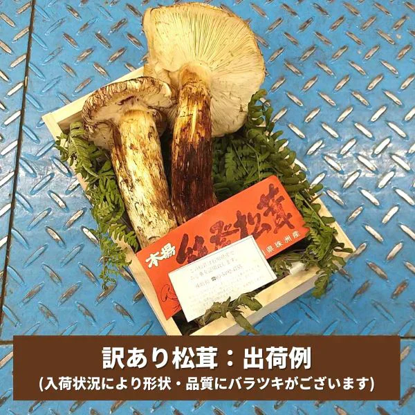 訳あり国産松茸 市場直送でお届け たっぷり堪能できる約200g入り