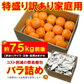 【11月上旬-下旬頃ご注文受付順次】訳あり庄内柿7.5kg前後バラ詰め　種なし柿を産地直送でお届け！ご家庭用にちょっと訳あり柿を特盛りで届け