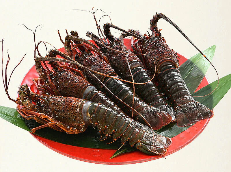 伊勢海老 千葉県産 外房イセエビ 小サイズ×4〜5尾 刺身 冷凍 伊勢エビ 伊勢えび えび エビ 海鮮 魚介 プリプリ 濃厚 グルメ 贈り物 ［送料無料］ 母の日 プレゼント ギフト  母の日思いの 健康 実用的 父の日 子供 孫