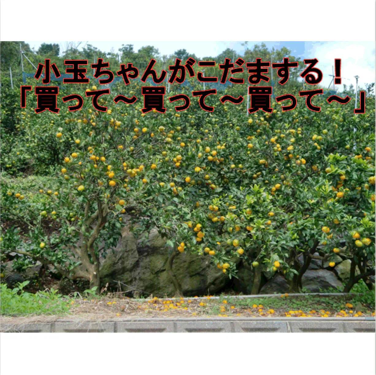 熊本産 みかん 訳あり 約1.5kg ご家庭用 60サイズ　送料無料【ご新規さん限定商品】