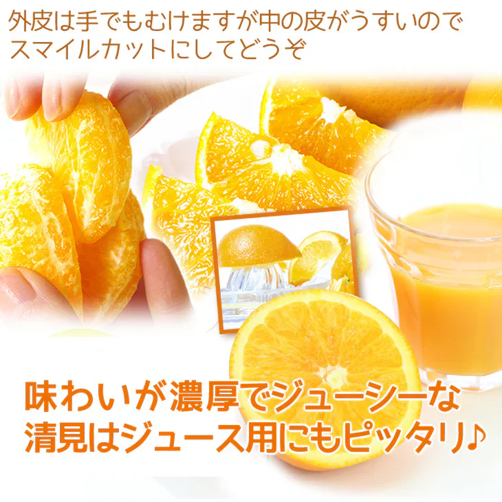 みかん　大分産　清見オレンジ　1.5kg　ご家庭用（発送予定：2025年3月上旬より）