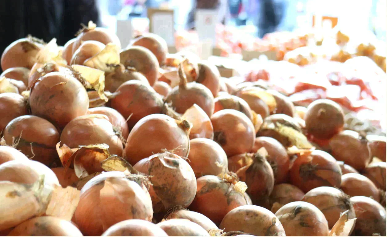 【有名飲食店 / ホテルも愛用】つやつやたまねぎ 1.6kg(1kg+補償分600g) 野菜 根菜 玉葱 玉ねぎ タマネギ サラダ 市場 果物 料理 カレー 惣菜 ギフト