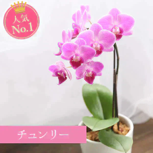 敬老の日 ミディ胡蝶蘭（チュンリー）＆ミニ苺バウム 【おいもや】 (9月12日～15日配送) KR