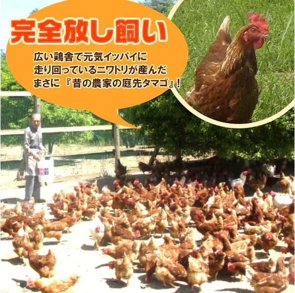 鶏肉専門店の朝引き朝どりセット　水郷どり１羽分 (もも肉2枚 胸肉2枚 ささみ2本) ＋放し飼い自然卵 (5個＋破損補償1個)