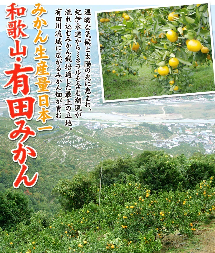 【レビュー悪】有田みかん 10kg 和歌山産 ご家庭用
