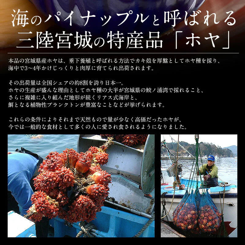 ほや 剥き ホヤ 900g（300g×3袋） お徳用 お取り寄せ 三陸 魚介類 美味しい 肉厚 むき身 刺身 お刺身 ご当地グルメ 三陸沖 三陸産 海の幸 宮城 特産品 海鮮 お取り寄せグルメ 取り寄せ 取寄せ 贈り物 母の日 プレゼント ギフト  母の日思いの 健康 実用的 父の日 子供 孫