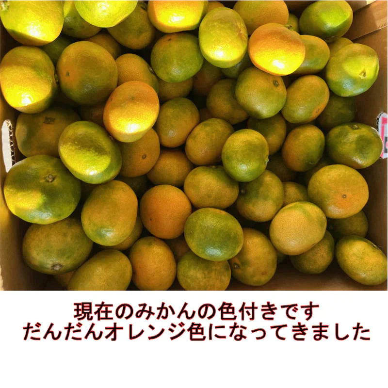 熊本産 みかん 訳あり 約10kg（箱込10kg 9kg+保証分500g）ご家庭用 送料無料 ※不良500g以上の場合は再送対応可能【ご新規さん限定商品】