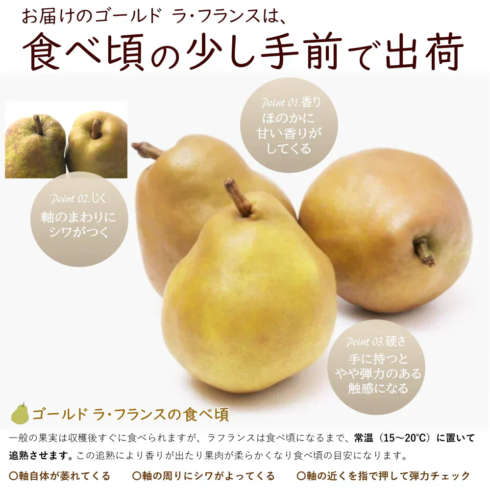 【11月下旬-12月下旬頃ご注文受付順次】洋梨　ゴールドラフランス　約3kg（7-12玉前後）化粧箱詰め　ギフト　山形県産　西洋梨　なし　ようなし　金色
