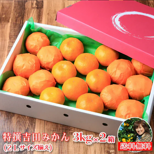 みかん　特撰　吉田みかん　３ｋｇ２箱　特撰０３０２　贈答用　精品　中玉　２Ｌサイズ揃えで１５から２０玉前後が２箱　化粧箱入　特撰包装　ミカン　蜜柑　フルーツ　果物　柑橘　贈物　贈答　お歳暮　送料無料