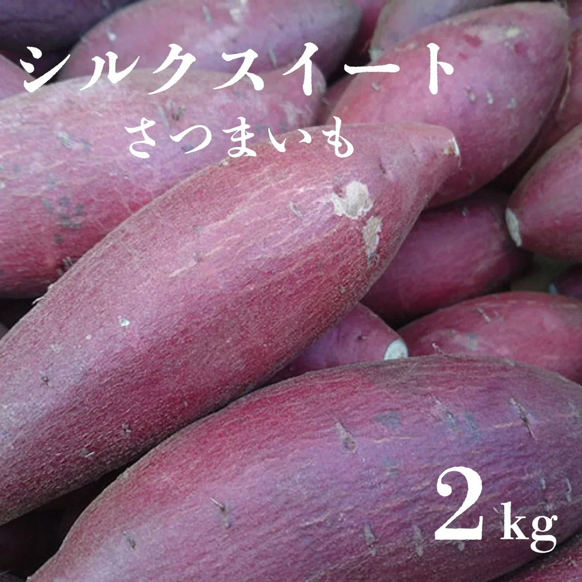 箱いっぱいシリーズ！房総野菜！シルクスイート　2キロ　詰め合わせ　さつまいも　甘くておいしいさつまいも　産地直送　産直　シルク2㎏