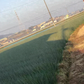 【訳あり】(塩栽培)淡路島産ソルティ玉ねぎ10キロ　美味しいさ甘さグー