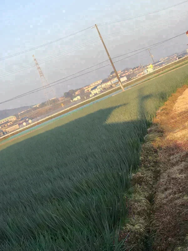 【訳あり】(塩栽培)淡路島産ソルティ玉ねぎ10キロ　美味しいさ甘さグー