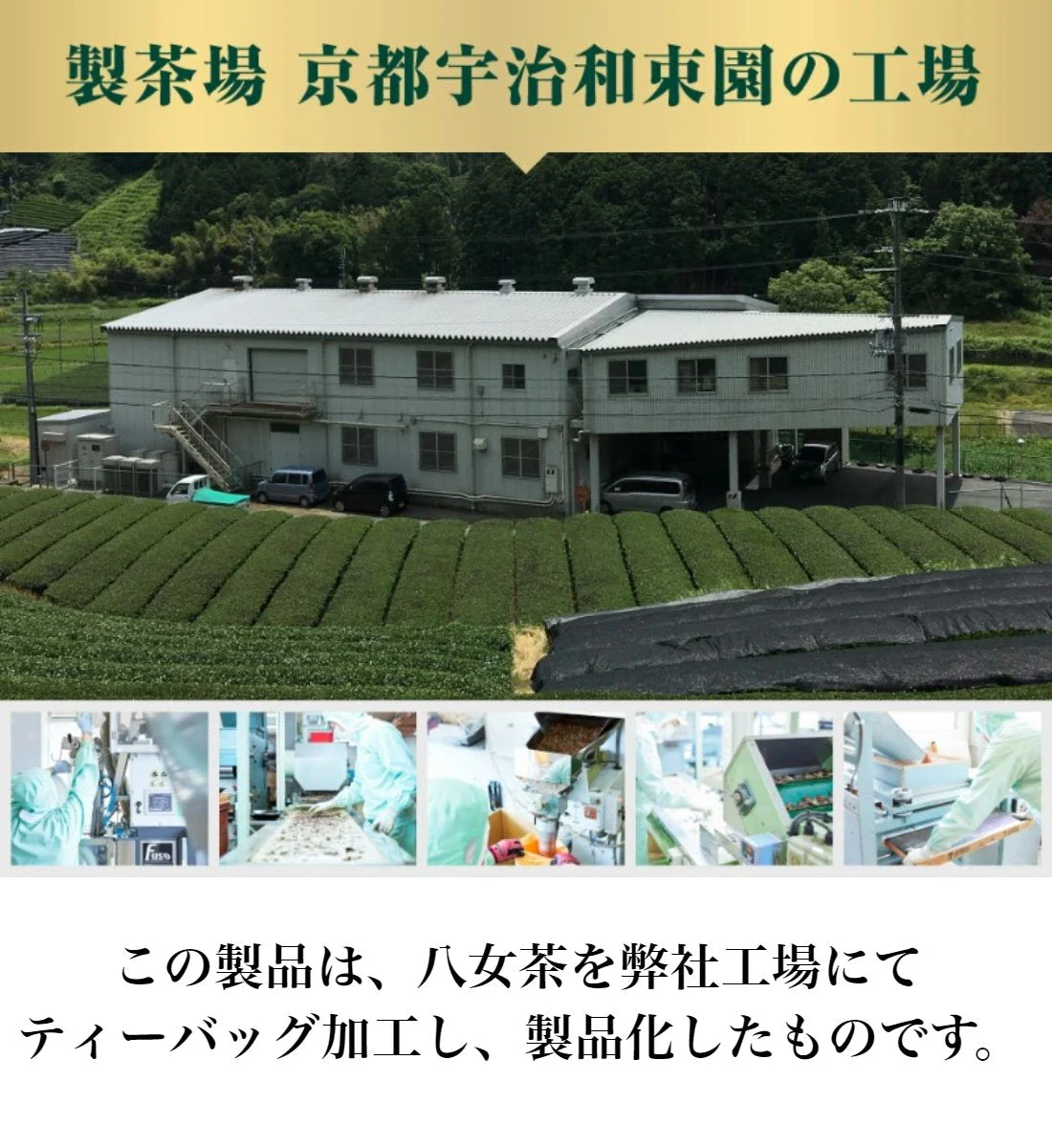 八女抹茶入り 八女茶 ティーバッグ 50袋ｘ２個 計100袋