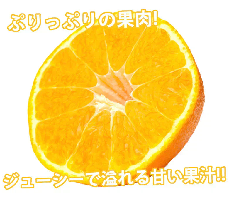 【12月下旬～1月上旬頃より順次出荷】デコポン 同品種 デコみかん 訳あり 送料無料 4kg ハウス栽培 みかん 熊本県産 不知火 ミカン 蜜柑