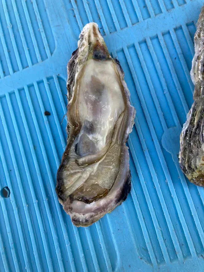 人気商品！生食でも焼いても美味しい！！宮城県産　　冷凍牡蠣1ｋｇ入り