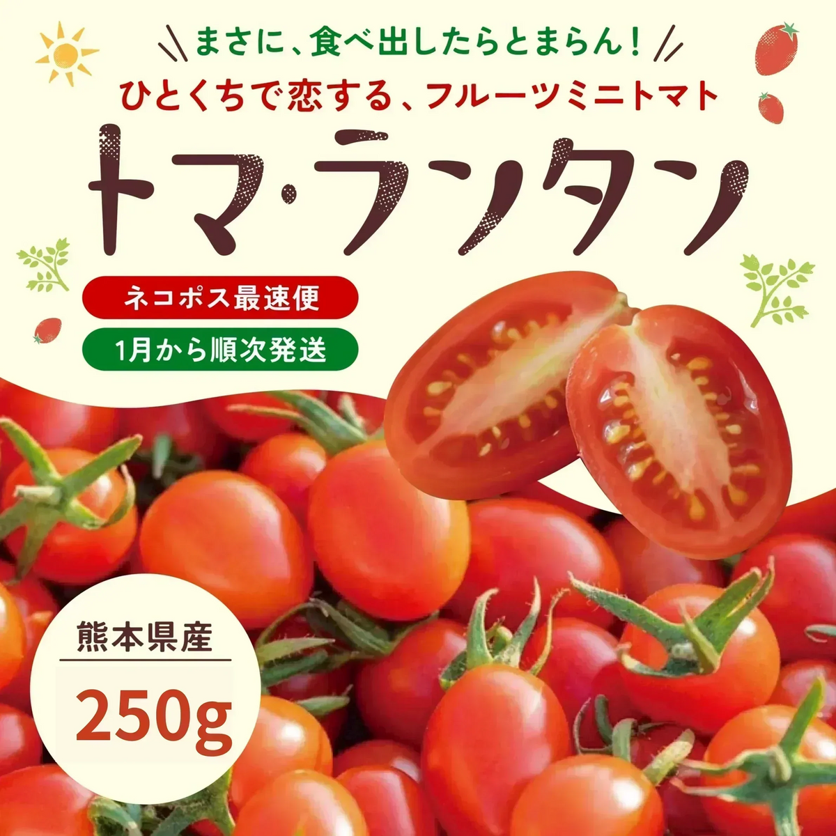 【予約】2027年1月以降より順次発送予定　家族の笑顔が広がる完熟ミニトマト「トマランタン」250g  （150g＋補償分100g）（補償分以上の不良は交換対応可能）　最低230g保証【カウシェファーム収穫対象商品】