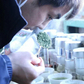 訳あり静岡茶100g×6 茎入茶葉 お茶 お茶の葉 日本茶 緑茶 一番茶 カテキン緑茶 深蒸し茶 お徳用 業務用【エコ得】