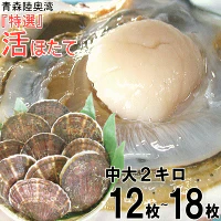 青森 活ほたて 殻付き 中大2キロ（約12枚～18枚）【冷蔵便】 養殖　奇跡の海『むつ湾』からホタテ漁師が贈る逸品