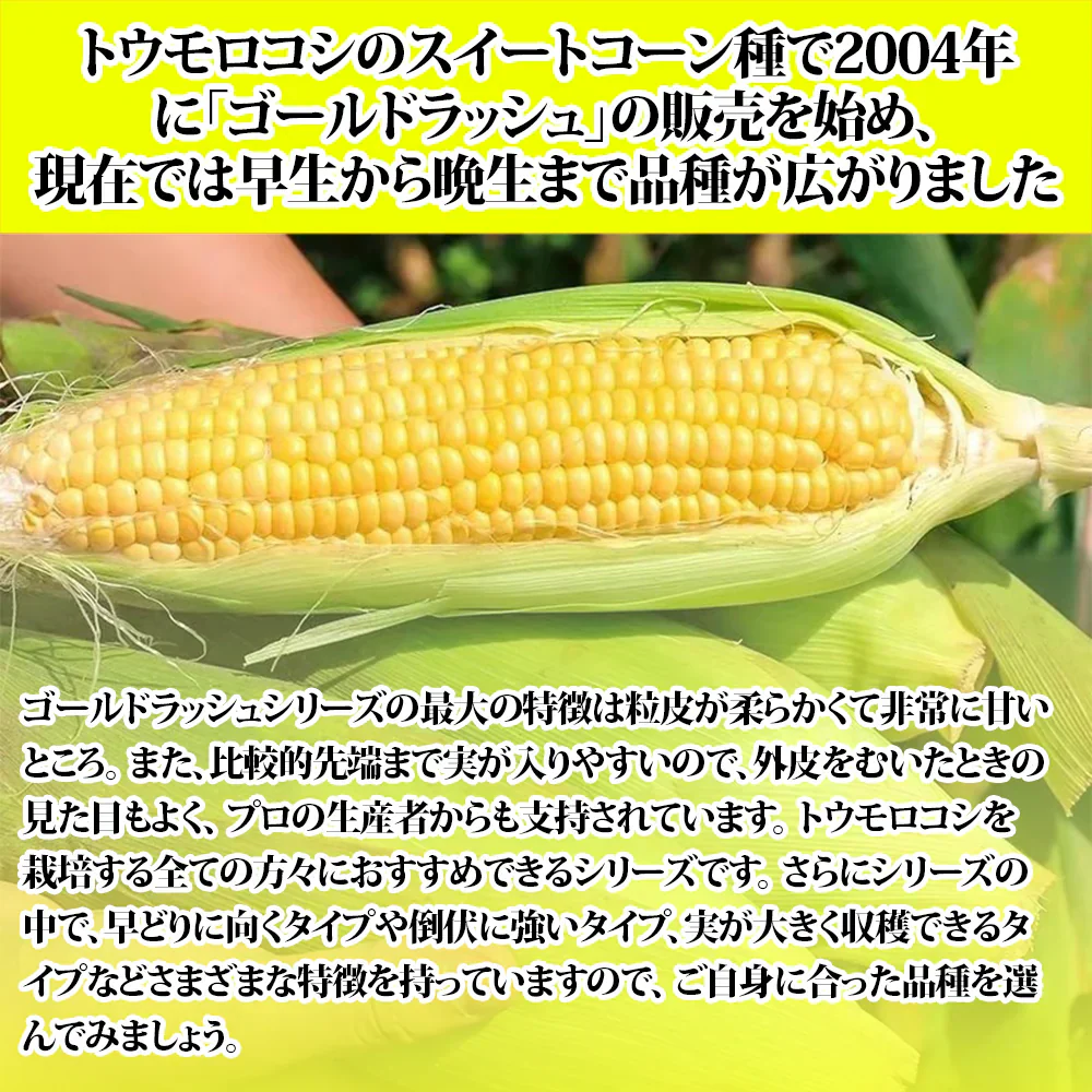 とうもろこし スイートコーン ゴールドラッシュA品 贈答 今年の新物 サニーショコラ 生トウモロコシ ６本入り (2L或はL サイズ) お中元 食べ物 食品 内祝 御中元 2025 惠味ゴールド 味来 恵味 すごあまこーん 茨城 群馬 千葉 北海道 中元 フルーツコーン