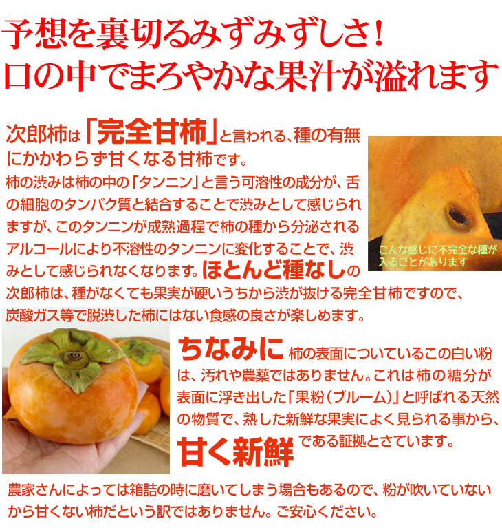 【数量限定】次郎柿 ご家庭用 約10kg 愛知産 甘柿（発送予定：10月下旬より）