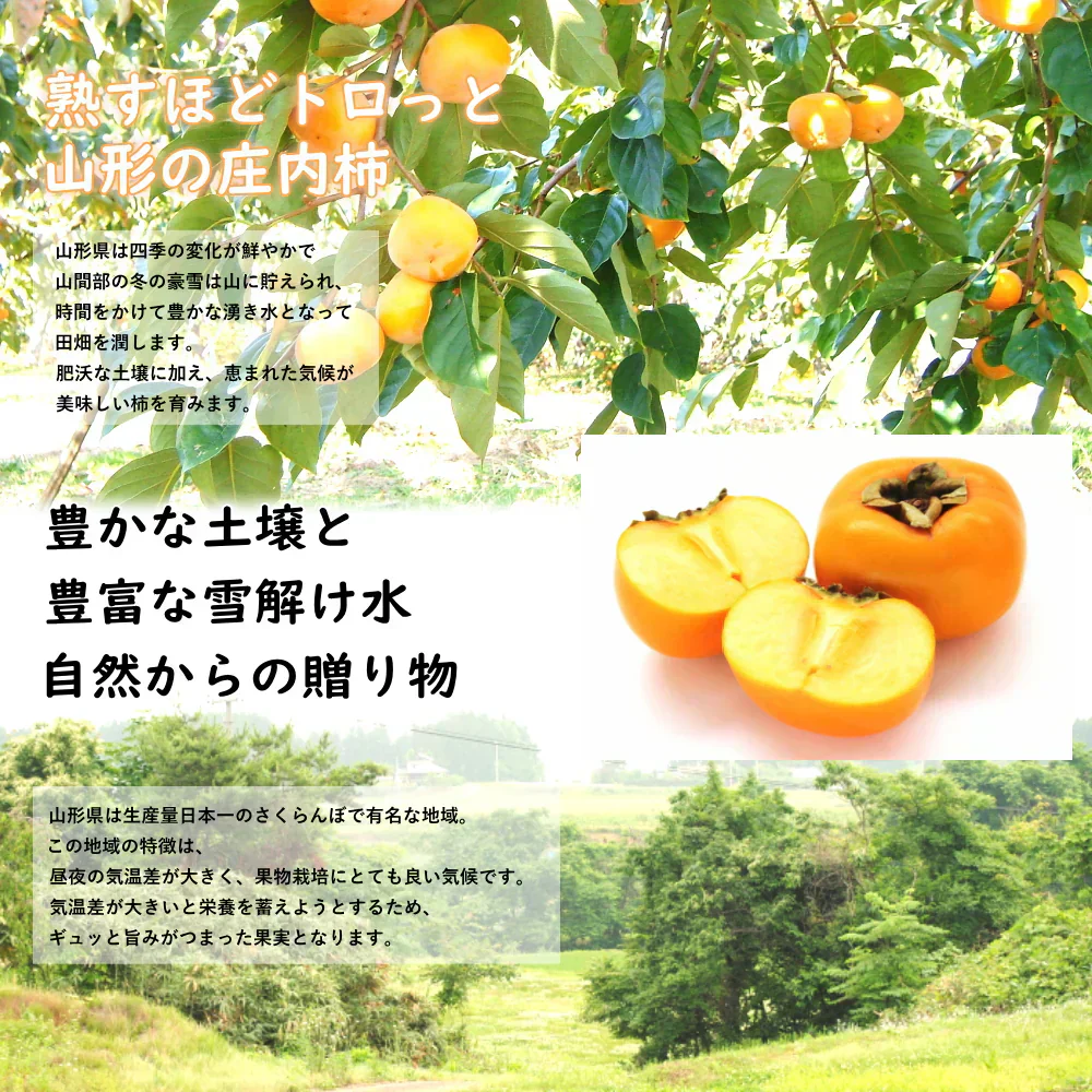 【11月上旬-下旬頃ご注文受付順次】訳あり庄内柿7.5kg前後バラ詰め　種なし柿を産地直送でお届け！ご家庭用にちょっと訳あり柿を特盛りで届け