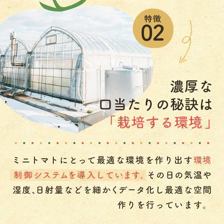 1kg  家族の笑顔が広がる完熟ミニトマト「トマランタン」【ご新規さん限定商品】